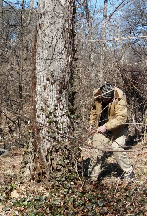 Sweep the Creek and Remove Vines