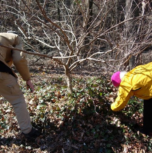 Sweep the Creek and Remove Vines