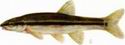 Blacknose Dace