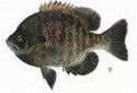 Bluegill