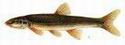 Longnose Dace