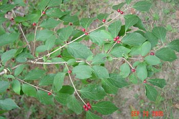 bush honeysuckle berries